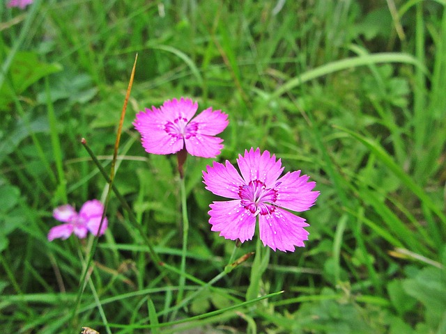 blühende Natur