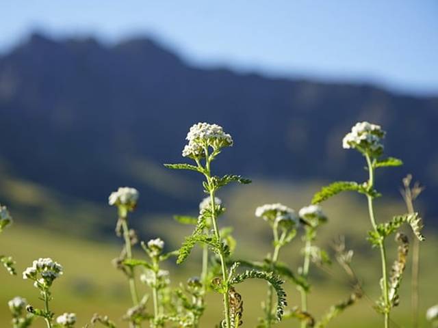 Sommer in den Bergen