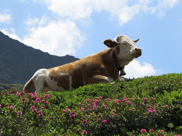 weidende Kühe
