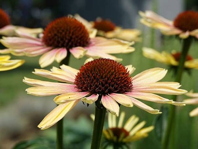 Blumenwunder